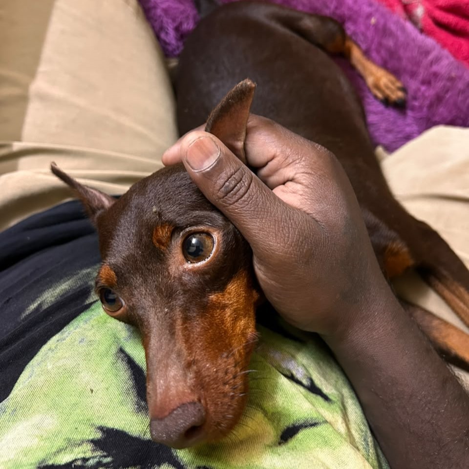 Puppies Moment